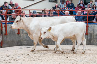 lot 37 Grinkle Secret Bluebell sold for 2300gns